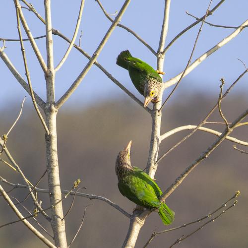 Photo #5181036