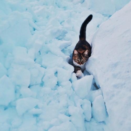 Photo #5182415