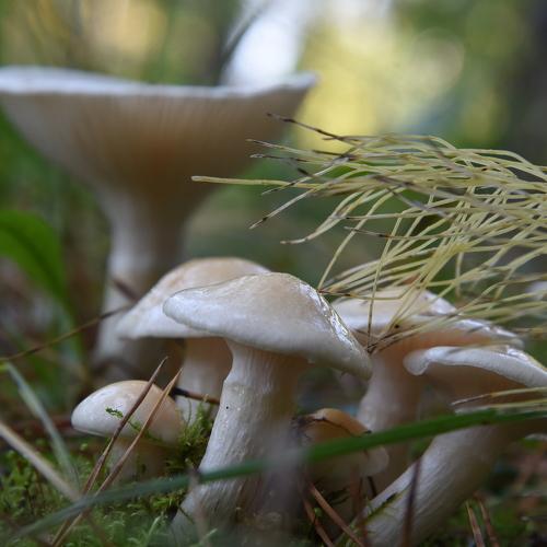 Photo #5182910