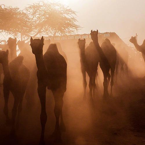 Photo #5184298