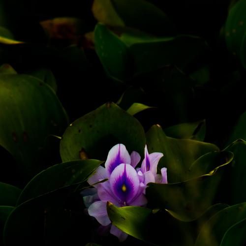 Photo #5184638