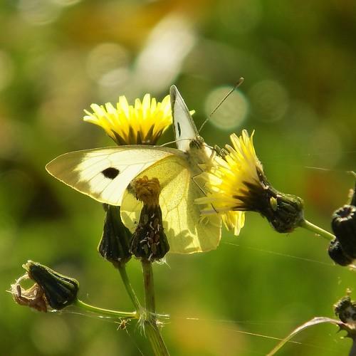 Photo #5186041