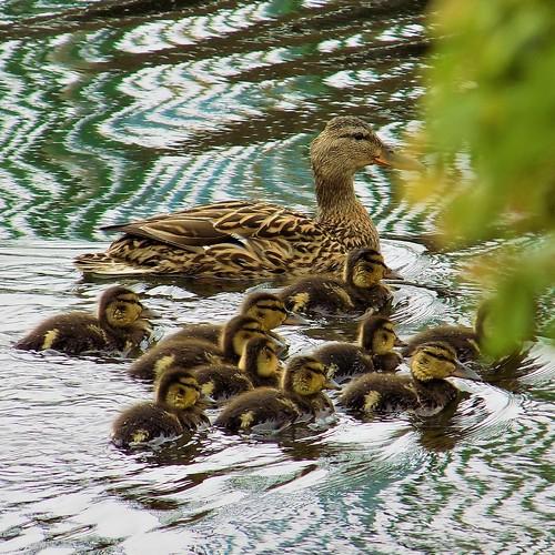Photo #5186058