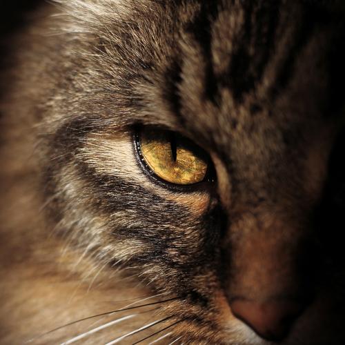 Photo #5187610