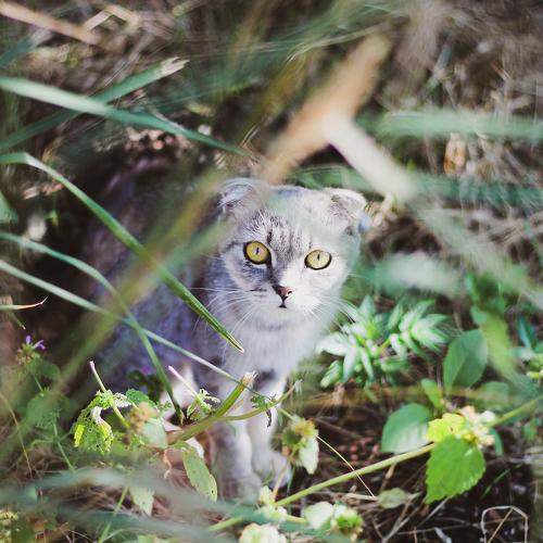 cat in the garden