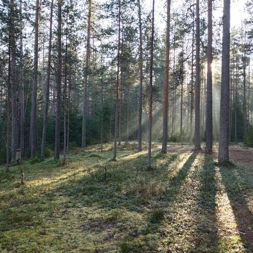 Начало северного дня.