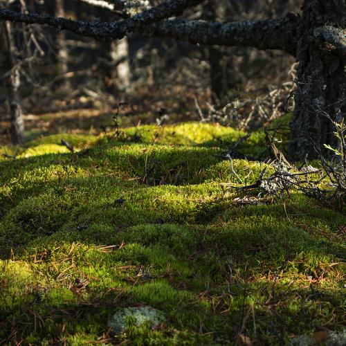 Photo #5190741