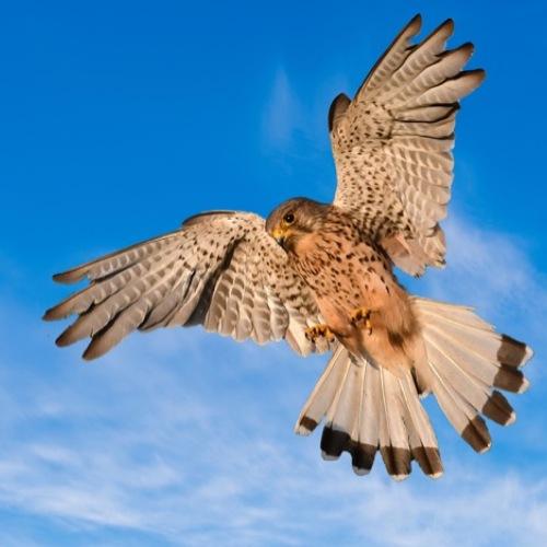 Wild Kestrel