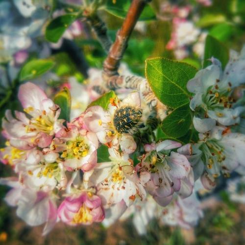 A bee on an almond flower