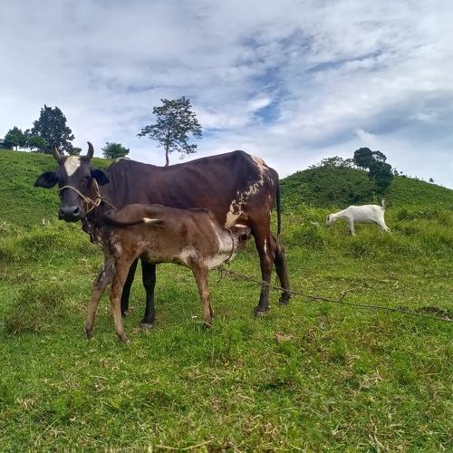 Photo #5191515
