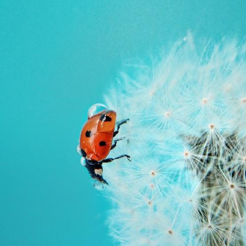 Photo #5192470