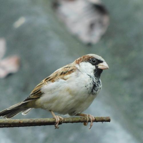 Photo #5193039
