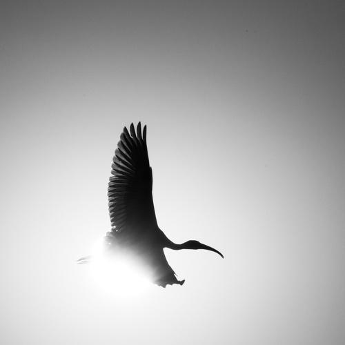 Black-headed Ibis