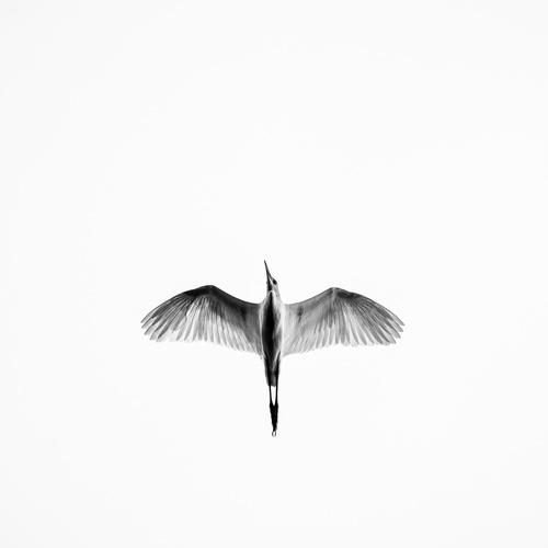 Intermediate Egret