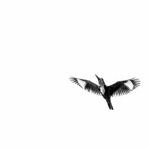 White Throated Kingfisher