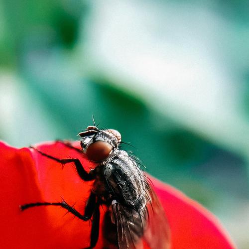 Photo #5194355