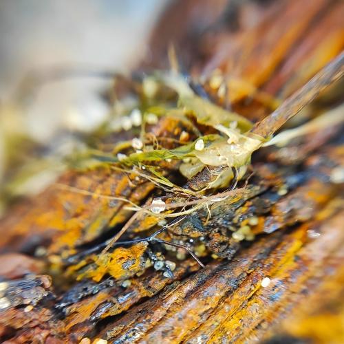 Photo #5195512