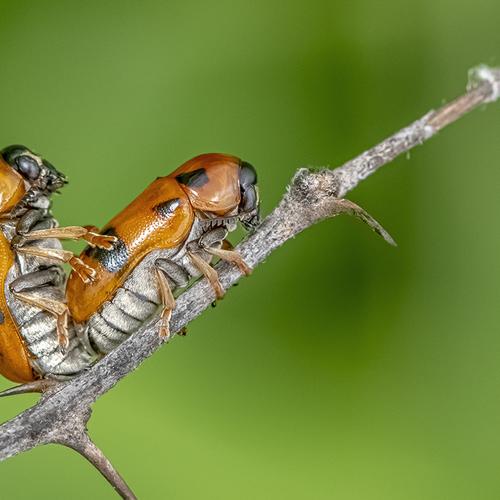 Photo #5197479