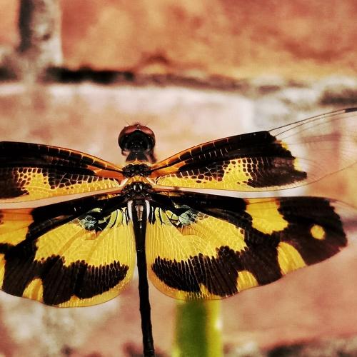 Photo #5199134