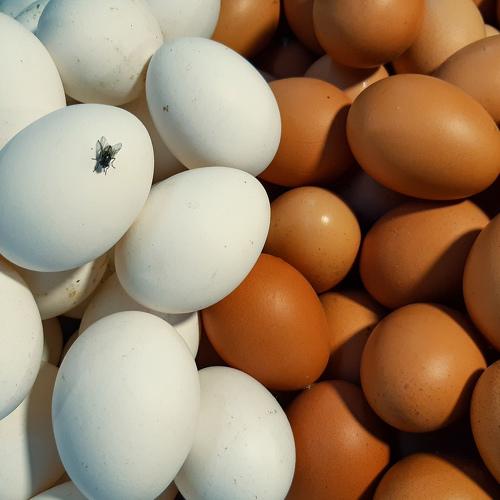 Egg pattern