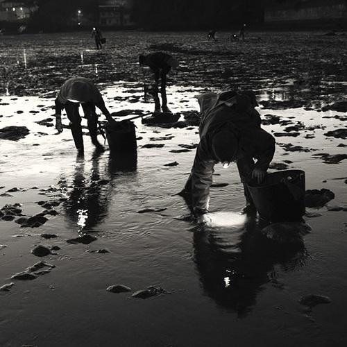 Gladiators of the Sea (Shellfish)