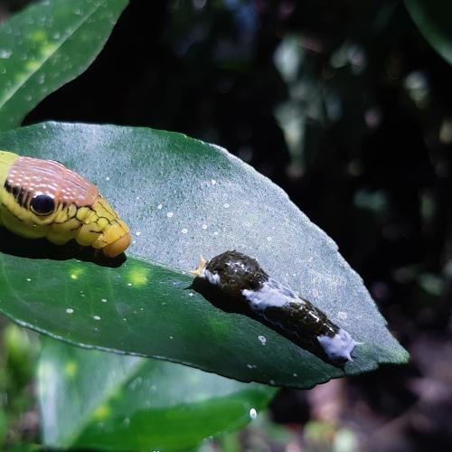 Photo #5202691
