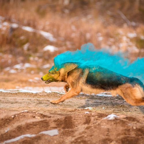 Photo #5204170