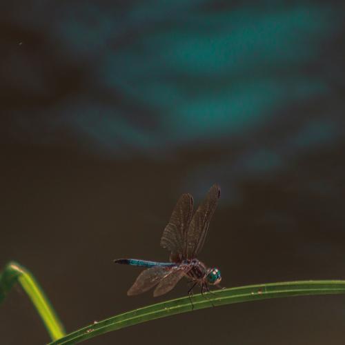Photo #5205428