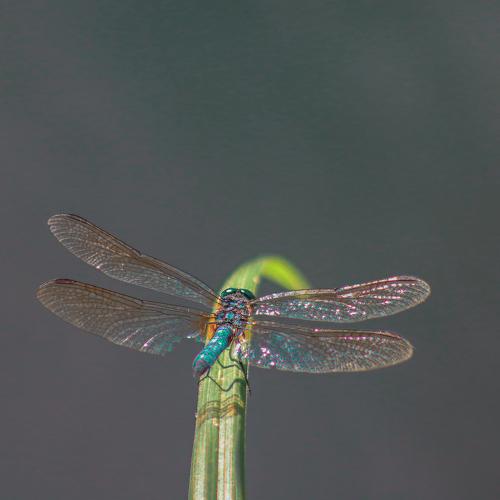 Photo #5205429