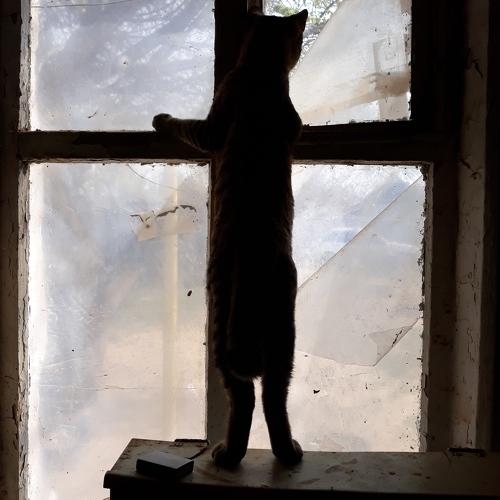 Кот и карантин.