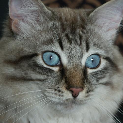 Photo #5206044