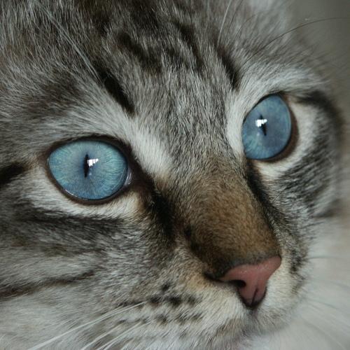 Photo #5206047