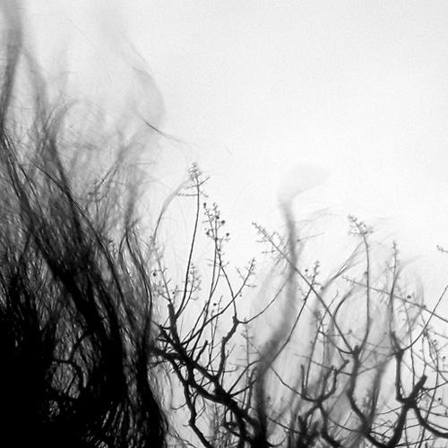 Photo #5207540