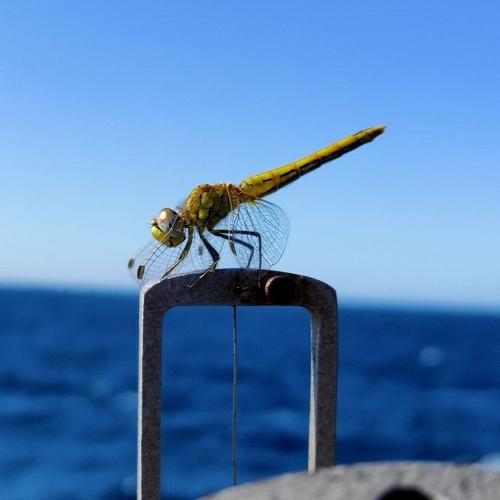 Photo #5214310