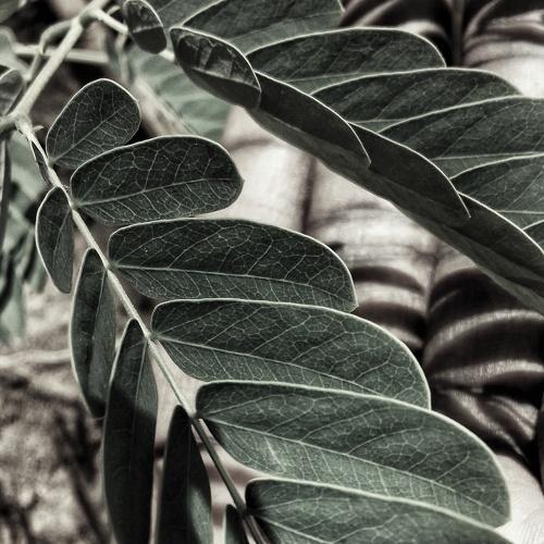 Photo #5216269