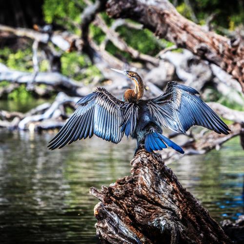 AFRICAN DARTER