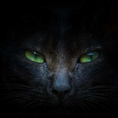 In to the Dark