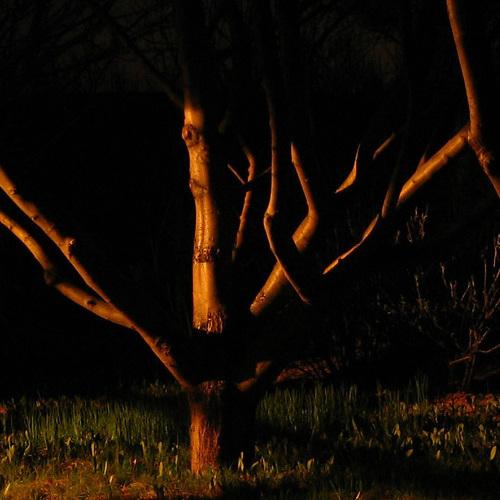 Photo #5218038