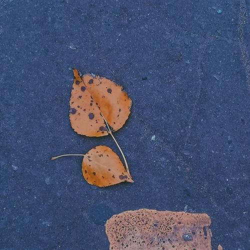 Photo #5218259