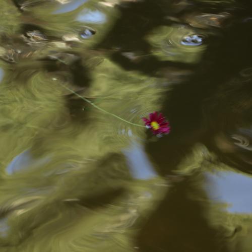 ophelia