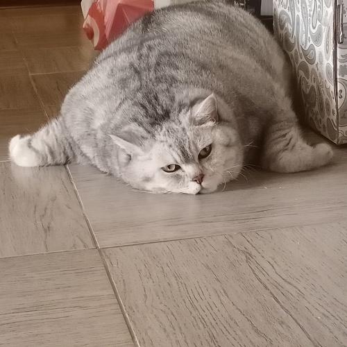 Photo #5218729