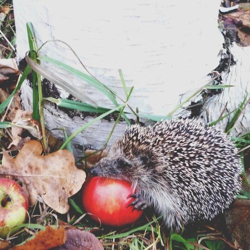 LUNCH THE HEDGEHOG