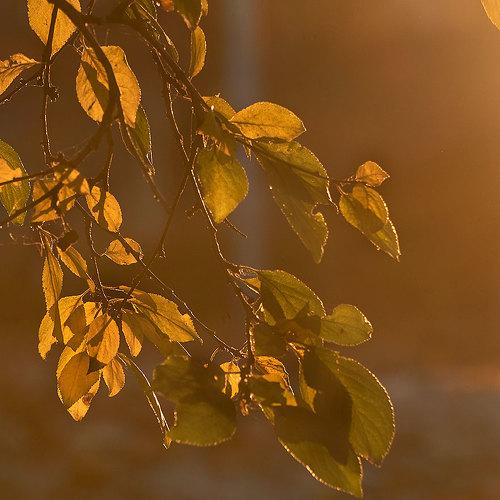Photo #5220128