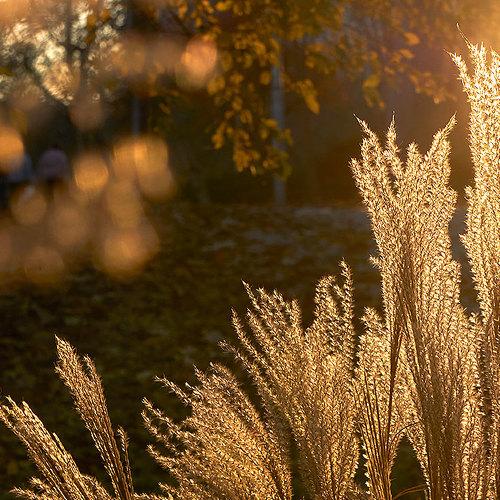 Photo #5220129