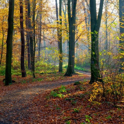 Autumn walk