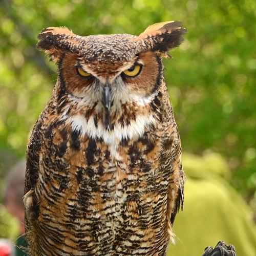 Photo #5220997