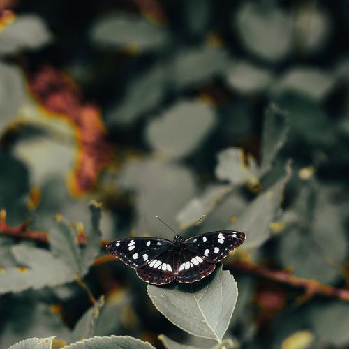 dark butterfly