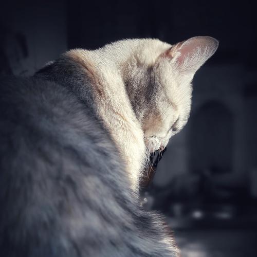 Photo #5222181