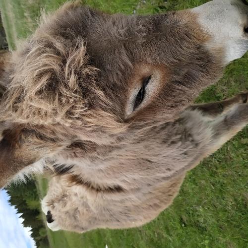 Photo #5222912