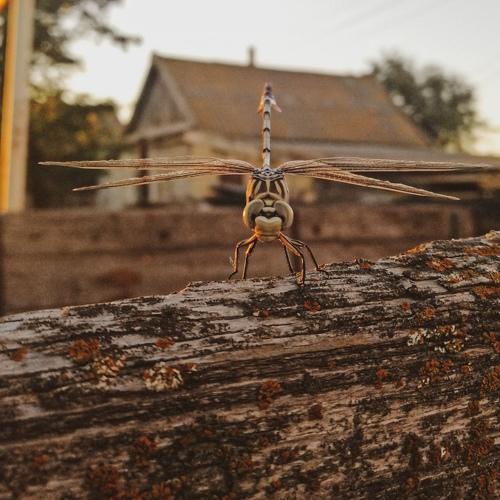 Photo #5223266